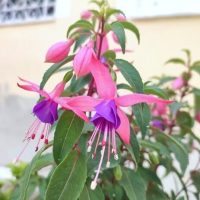 Close-up of Fuchsia 'Fairytale Amelia' in a 10" hanging basket, showcasing pink and purple pendant-shaped flowers and green leaves against a softly blurred outdoor background.