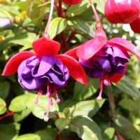 Fuchsia 'Fairytale April' 10" (Hanging Basket) features striking fuchsia flowers with purple petals and red sepals, ideal for adding vibrant colour and charm to your garden. Perfect for displaying in a hanging basket.