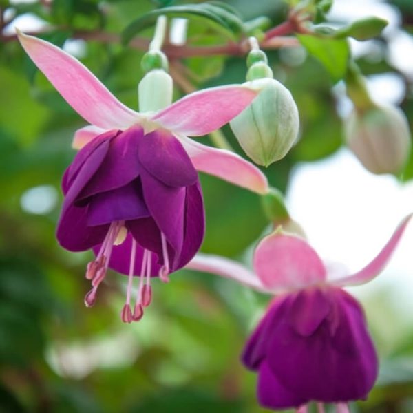 Close-up of Fuchsia Fuchsita® 'Red White' flowers and buds hanging from leafy green stems, perfect for brightening up any space in a 10" hanging basket.