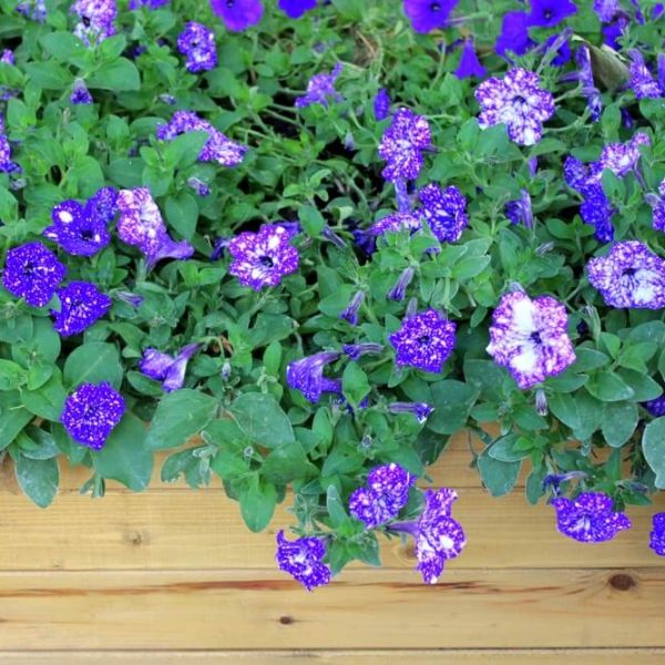 Petunia 'Galactic Blue' features purple and white speckled blooms with green leaves in a 10" hanging basket.