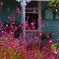 Gaura 'Dark Pink' 6" Pot
