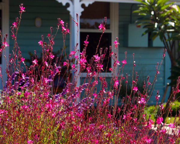 Gaura 'Dark Pink' 6" Pot
