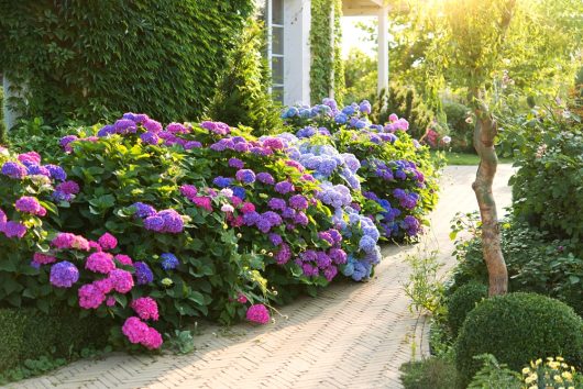 Brick path curves beside lush bushes of purple, blue, and pink hydrangeas in a sunlit garden next to a house covered in ivy.