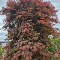 An Acer 'Orangeola' Japanese Maple 155L (Standard) with dense, feathery red and green leaves stands outdoors under a cloudy sky.
