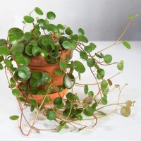 A Peperomia 'Hope' 13cm (Hanging Basket) with round green leaves trails from its pot, displayed on a white surface against a neutral background.
