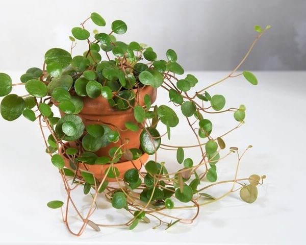 A Peperomia 'Hope' 13cm (Hanging Basket) with round green leaves trails from its pot, displayed on a white surface against a neutral background.