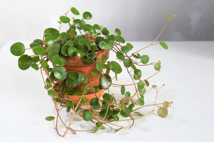 A Peperomia 'Hope' 13cm (Hanging Basket) with round green leaves trails from its pot, displayed on a white surface against a neutral background.