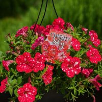 Petunia 'Cherry Sky' 10" (Hanging Basket) with red petals and white speckles is shown outdoors, hanging in a pot with a plant label at the centre.