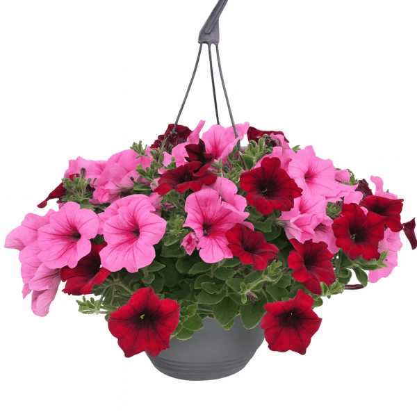 The Petunia 'Combo Macaron' 10" Hanging Basket showcases blooming pink and red petunias with green leaves in a grey plastic hook basket, perfect for hanging against a white background.