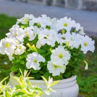 A 6" white ceramic pot containing blooming Petunia 'Velvet Champagne' sits outdoors on grass, sunlight highlighting its elegant white flowers.
