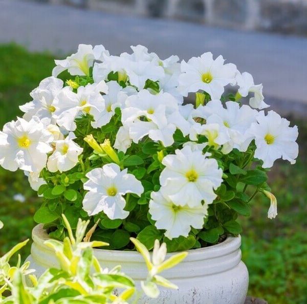 A 6" white ceramic pot containing blooming Petunia 'Velvet Champagne' sits outdoors on grass, sunlight highlighting its elegant white flowers.