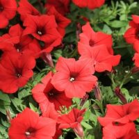 A cluster of vibrant Petunia Spreading 'Red Craze' blooms in rich red hues amidst lush green foliage in a 15cm pot.
