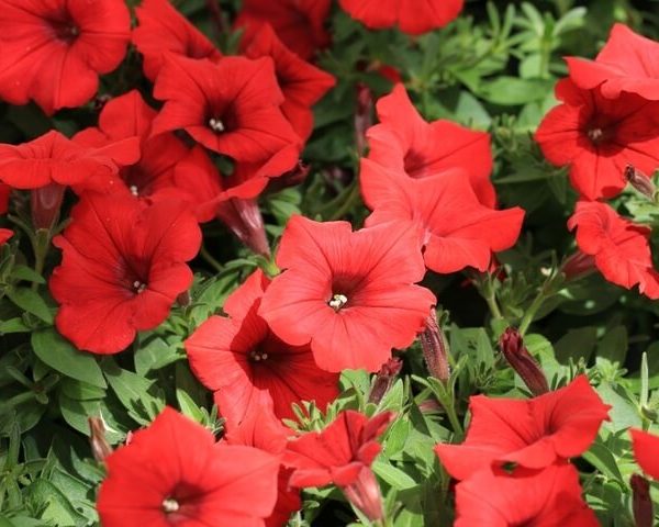 A cluster of vibrant Petunia Spreading 'Red Craze' blooms in rich red hues amidst lush green foliage in a 15cm pot.