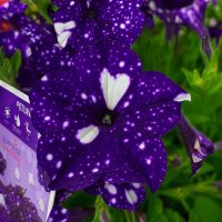 Close-up of a vibrant Petunia 'Sparkling Blue' 10" (Hanging Basket) flower with white speckles, surrounded by green leaves and a plant identification tag in the foreground.