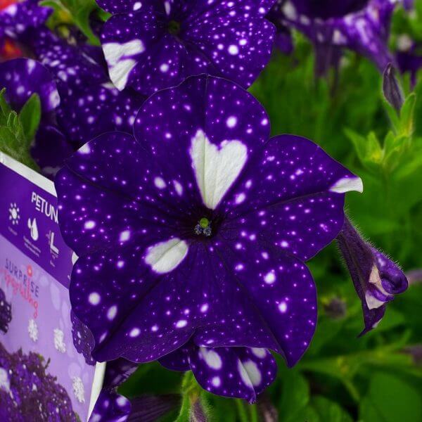 Close-up of a vibrant Petunia 'Sparkling Blue' 10" (Hanging Basket) flower with white speckles, surrounded by green leaves and a plant identification tag in the foreground.
