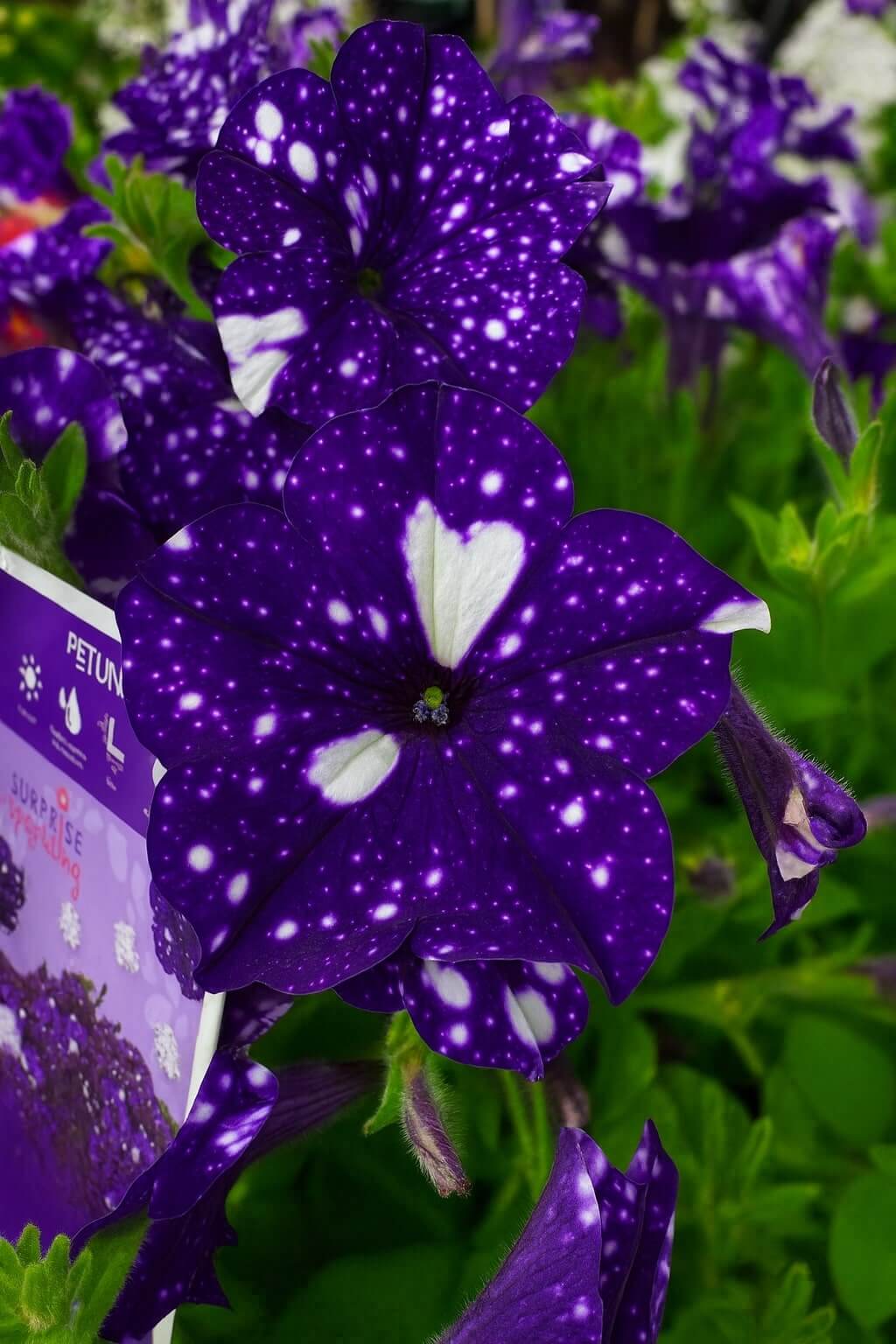 Close-up of a vibrant Petunia 'Sparkling Blue' 10" (Hanging Basket) flower with white speckles, surrounded by green leaves and a plant identification tag in the foreground.