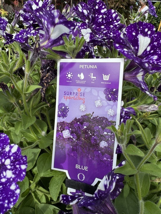 A plant label marked "Petunia 'Sparkling Blue' 10" (Hanging Basket)" is placed among vibrant purple and white speckled Petunia 'Sparkling Blue' flowers nestled in lush green foliage.