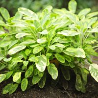 A close-up of a healthy sage plant with green, oval leaves growing in soil outdoors.