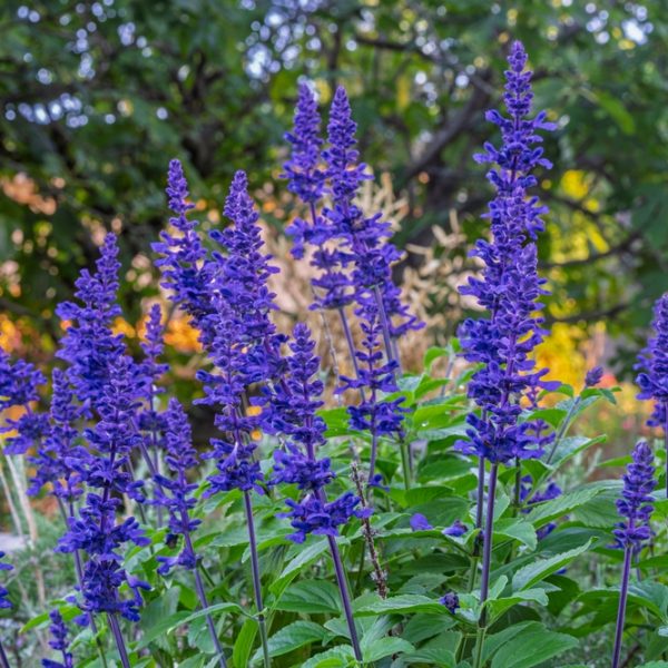 Purple salvia flowers bloom on green stems in a garden, with blurred trees and foliage in the background.