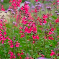 A cluster of tall pink and magenta wildflowers with green leaves growing outdoors in a garden setting.