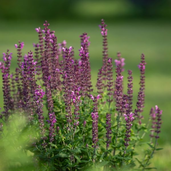 A cluster of purple salvia flowers flowering outdoors with a blurred green background.