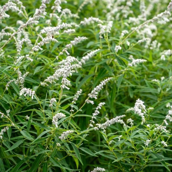 Dense green foliage with clusters of small, pale white flowers growing on long stems in an outdoor natural setting.