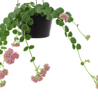 Sedum 'Trailing Pixie' 13cm Hanging Basket—black basket with a trailing vine and clusters of small pink flowers, shown isolated on a white background.