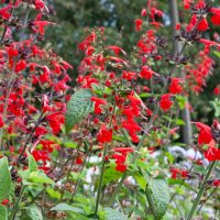 A cluster of red salvia flowers with green leaves, growing outdoors against a blurred background of trees.