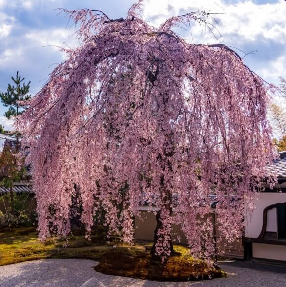 A Prunus ‘Weeping Cherry’ blossom tree in full bloom stands in a garden near a traditional Japanese building under a partly cloudy sky.