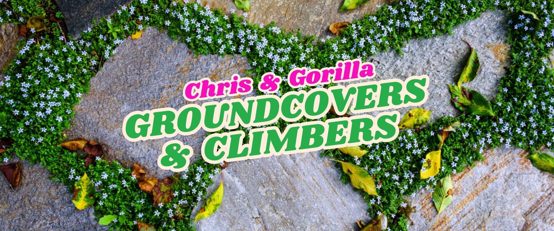 Green groundcovers with small white flowers grow in heart shapes on stone, scattered with yellow leaves. Overlaid text reads: "Chris & Gorilla Groundcovers & Climbers – Flash Sale.
