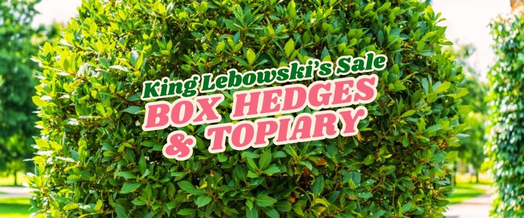 A large, neatly trimmed box hedge with overlaid text reading "King Lebowski’s Flash Sale Box Hedges & Topiary" in bold colours.
