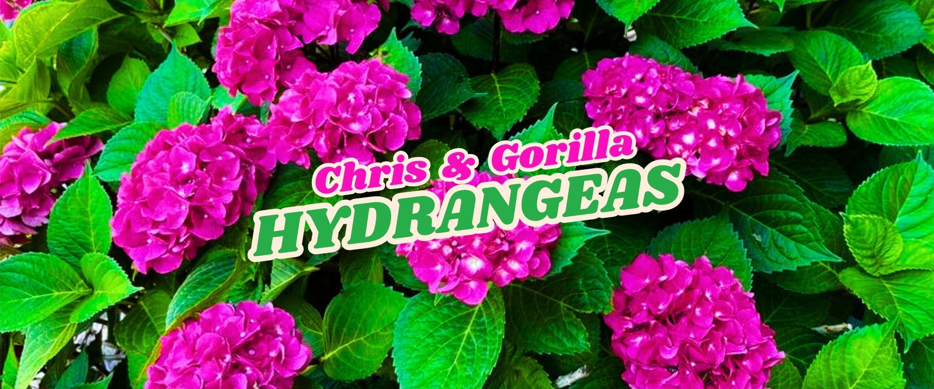 Bright pink hydrangea flowers surrounded by green leaves with text overlay reading “Chris & Gorilla HYDRANGEAS” in white and green letters—perfect for a Flash Sale!.