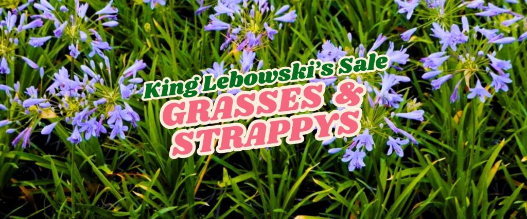 Text on a background of green grass with purple flowers reads: "King Lebowski's Flash Sale GRASSES & STRAPPYS" in bold, colourful font.