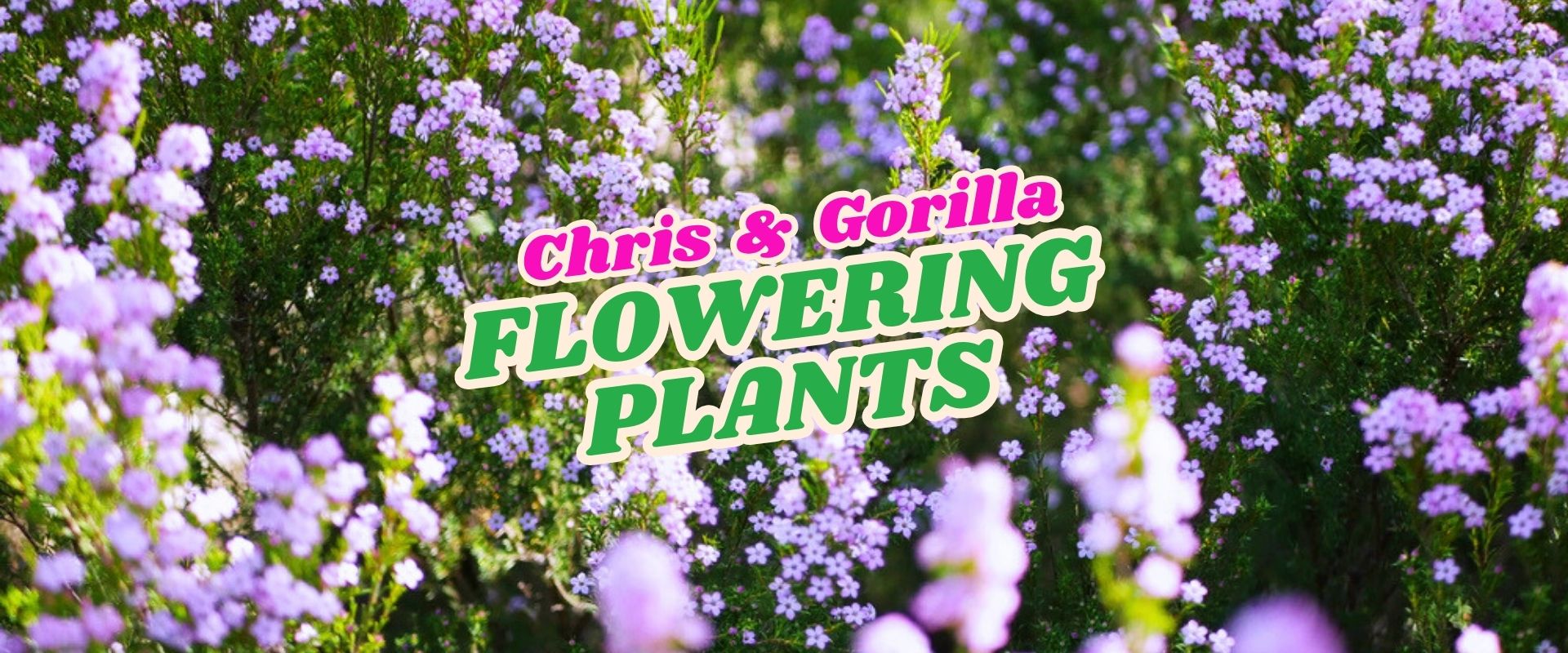 A field of purple flowering plants with the text "Chris & Gorilla Flowering Plants Flash Sale" in bold, colourful letters overlaid in the centre.