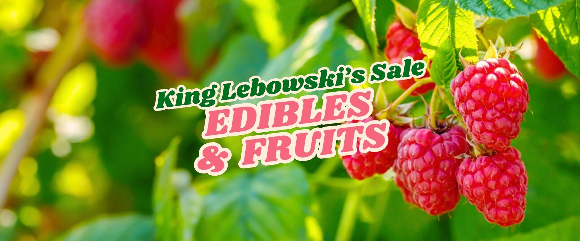 Close-up of ripe raspberries on a bush with green leaves, overlaid text reads "King Lebowski's Flash Sale Edibles & Fruits.