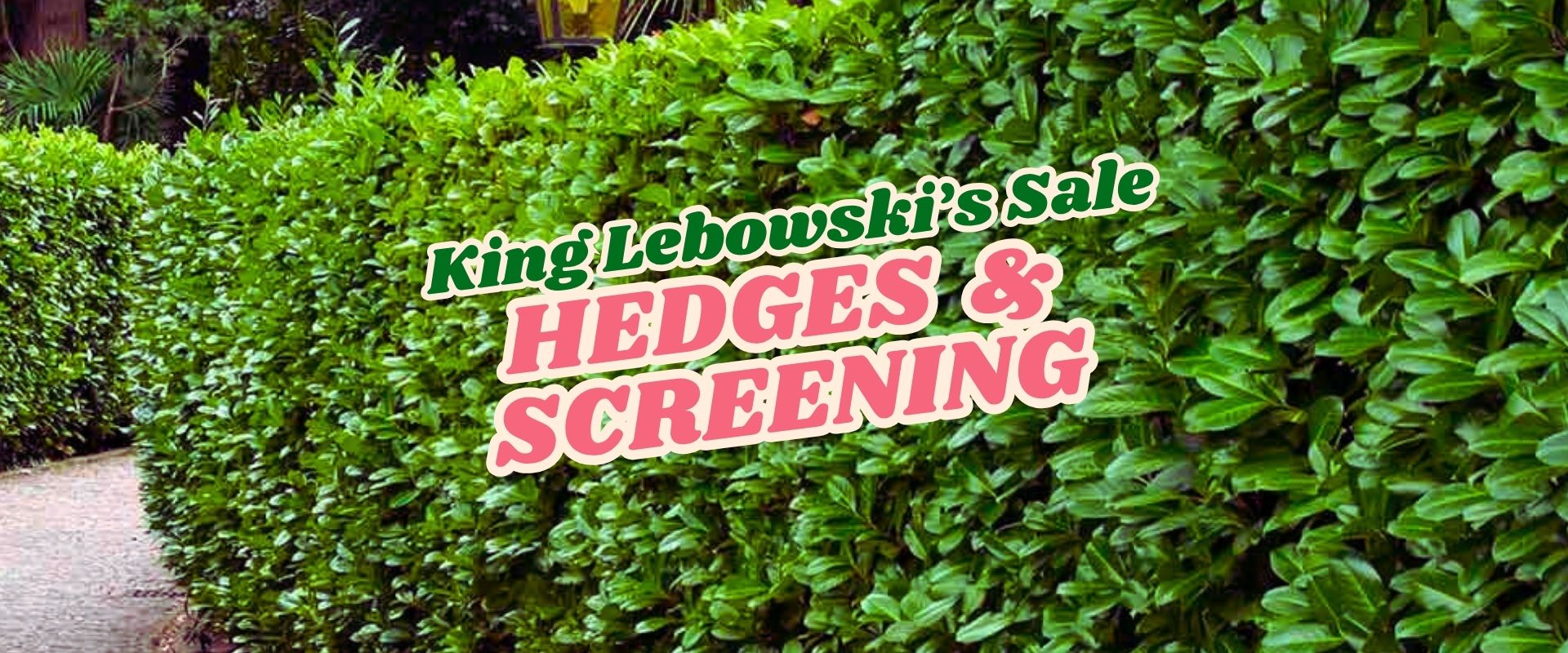 A neatly trimmed hedge lines a walkway; overlaid text reads “King Lebowski’s Flash Sale: Hedges & Screening.”.
