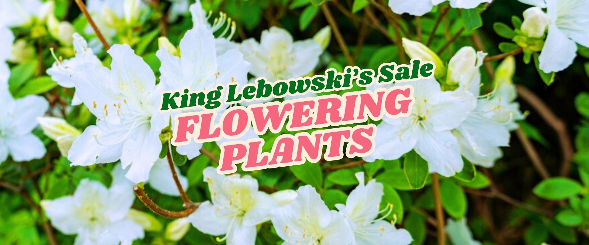White flowering plants with green leaves in the background; overlaid text reads, "King Lebowski’s Flash Sale FLOWERING PLANTS.