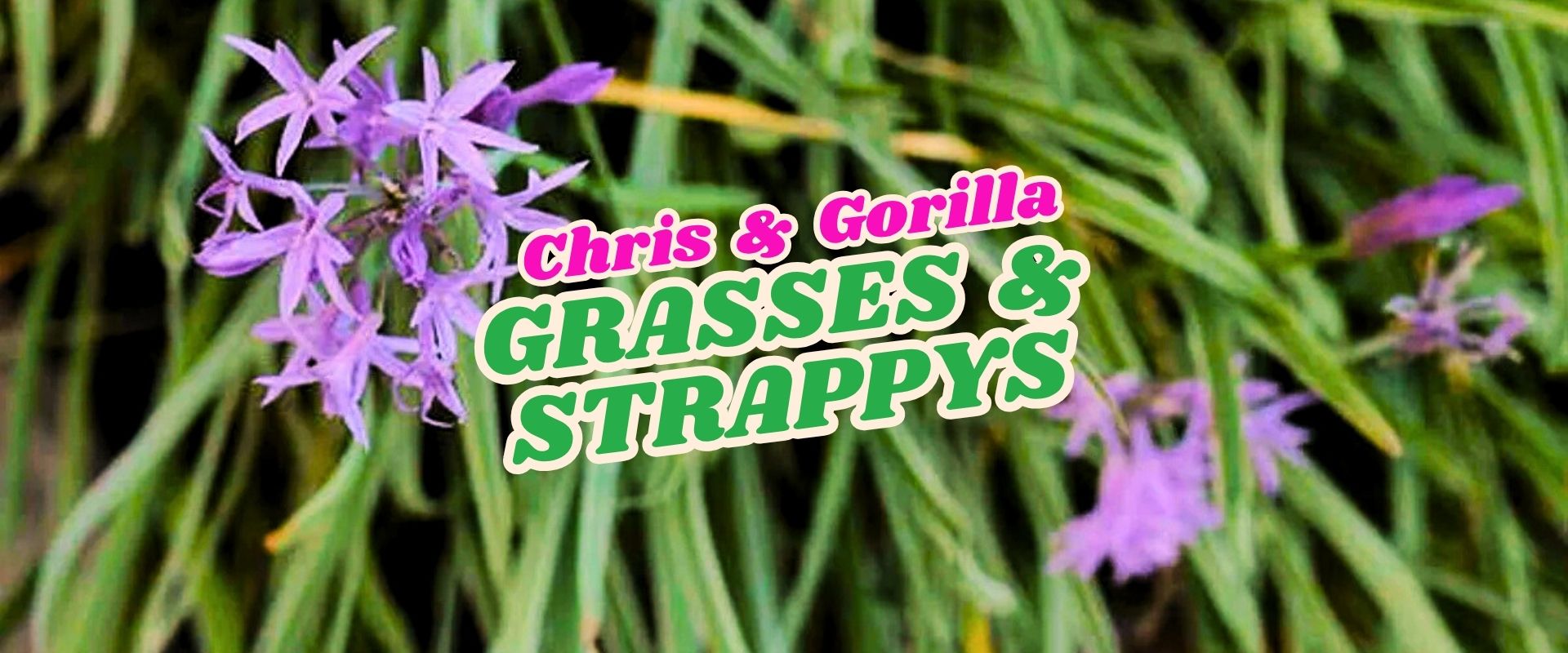 Purple flowers with thin, grass-like leaves in the background. Text overlay reads "Chris & Gorilla GRASSES & STRAPPYS." Don’t miss our Flash Sale—elevate your garden style today!.
