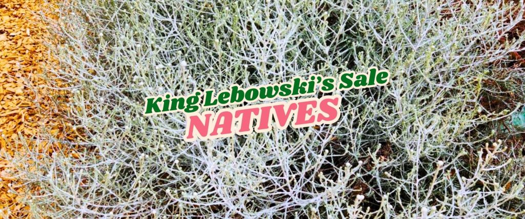 Dense, silvery native foliage with overlay text reading “King Lebowski’s Flash Sale NATIVES.” Brown bark is visible in the background.