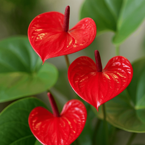 The Anthurium 'Casanova' 18cm Pot features three red flowers with glossy, heart-shaped petals and upright spadices, set among lush green leaves.