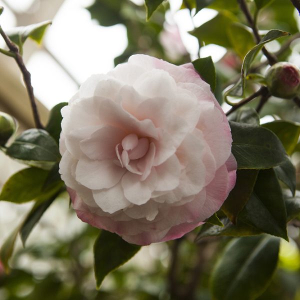 A pale pink camellia flower in full bloom with green leaves and unopened buds in the background.