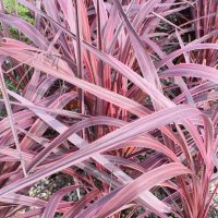 Clusters of long, narrow, purple and pink striped leaves of the Cordyline 'Raspberry Fountain' PBR grow densely in a garden bed. Ideal for adding colour to your space, available in an 8" pot.