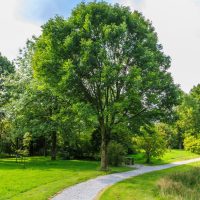 A gravel path curves around a large green tree in a grassy park on a sunny day, with scattered shrubs and other trees in the background.