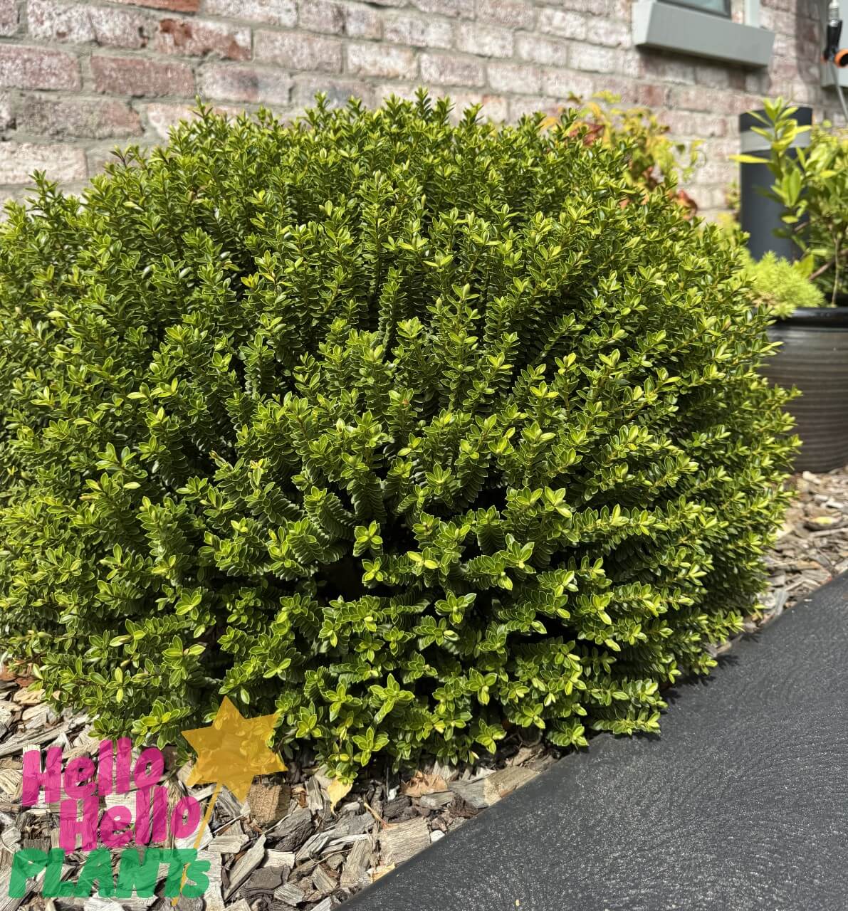 Hebe 'Emerald Green' 10" Pot: Dense, round evergreen shrub with small green leaves, ideal for garden borders beside brick walls and pathways.