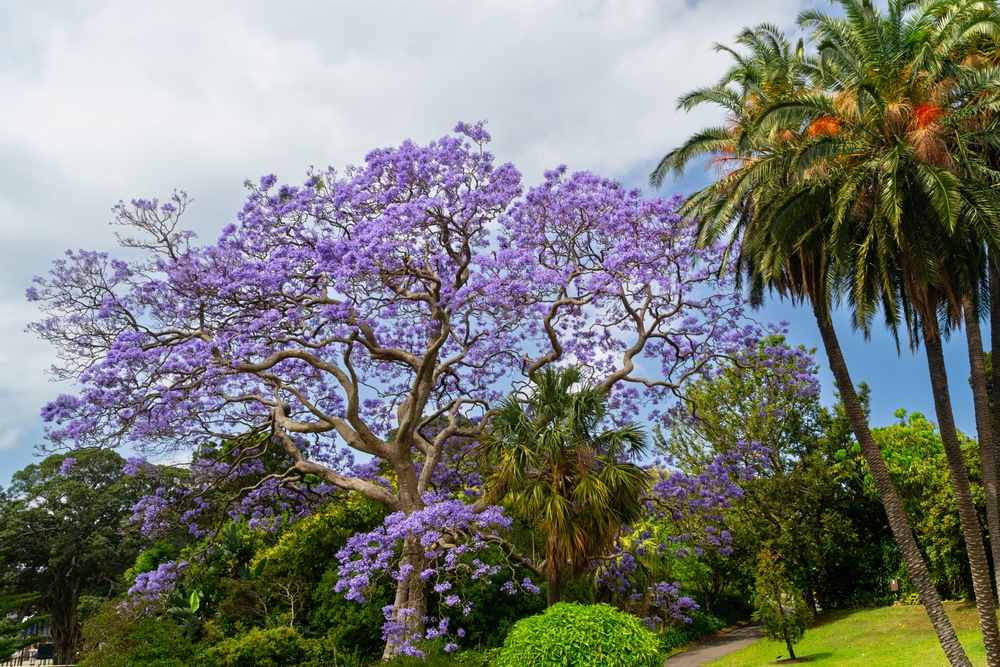 A large jacaranda tree with purple flowers stands beside palm trees and greenery under a partly cloudy sky.