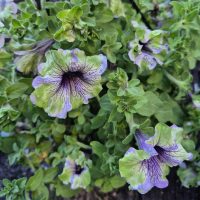 Vibrant green and purple Petunia 'Plum Cockatoo' blooms with dark veins cascade from a 10" hanging basket, set against rich green foliage in a garden scene.