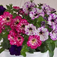A 10" hanging basket of Petunia 'Sparkling Assorted Varieties' features vibrant, speckled blooms in pink, purple, and white against a simple backdrop.