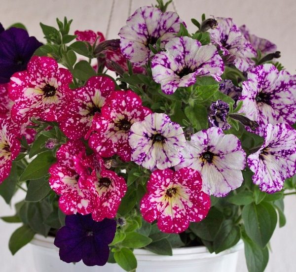 A 10" hanging basket of Petunia 'Sparkling Assorted Varieties' features vibrant, speckled blooms in pink, purple, and white against a simple backdrop.