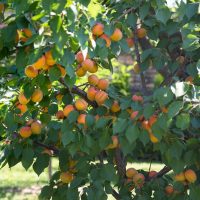 Prunus 'Divinity' Apricot (Dwarf) 7" Pot