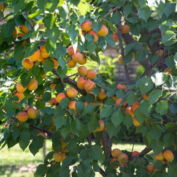 Prunus 'Divinity' Apricot (Dwarf) 7" Pot